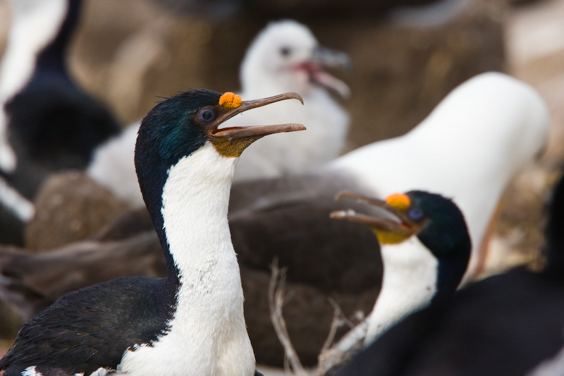 Imperial Cormorant